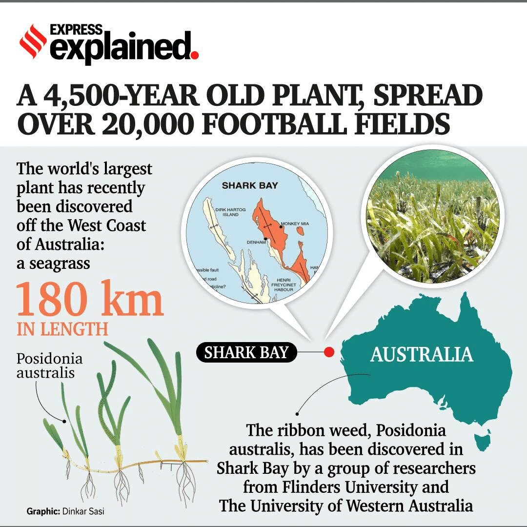 The World’s Largest Plant IASbaba