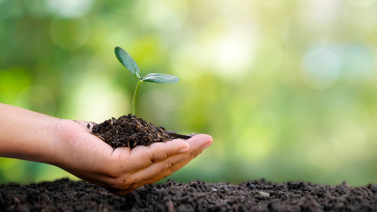 Compensatory Afforestation