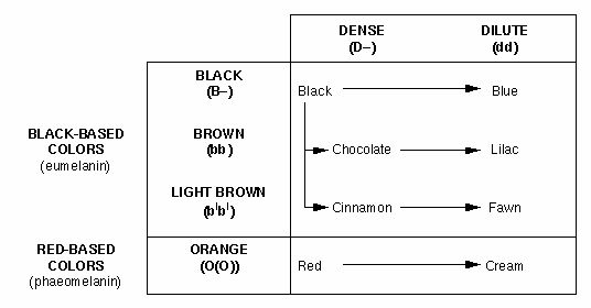 Hair Color Square