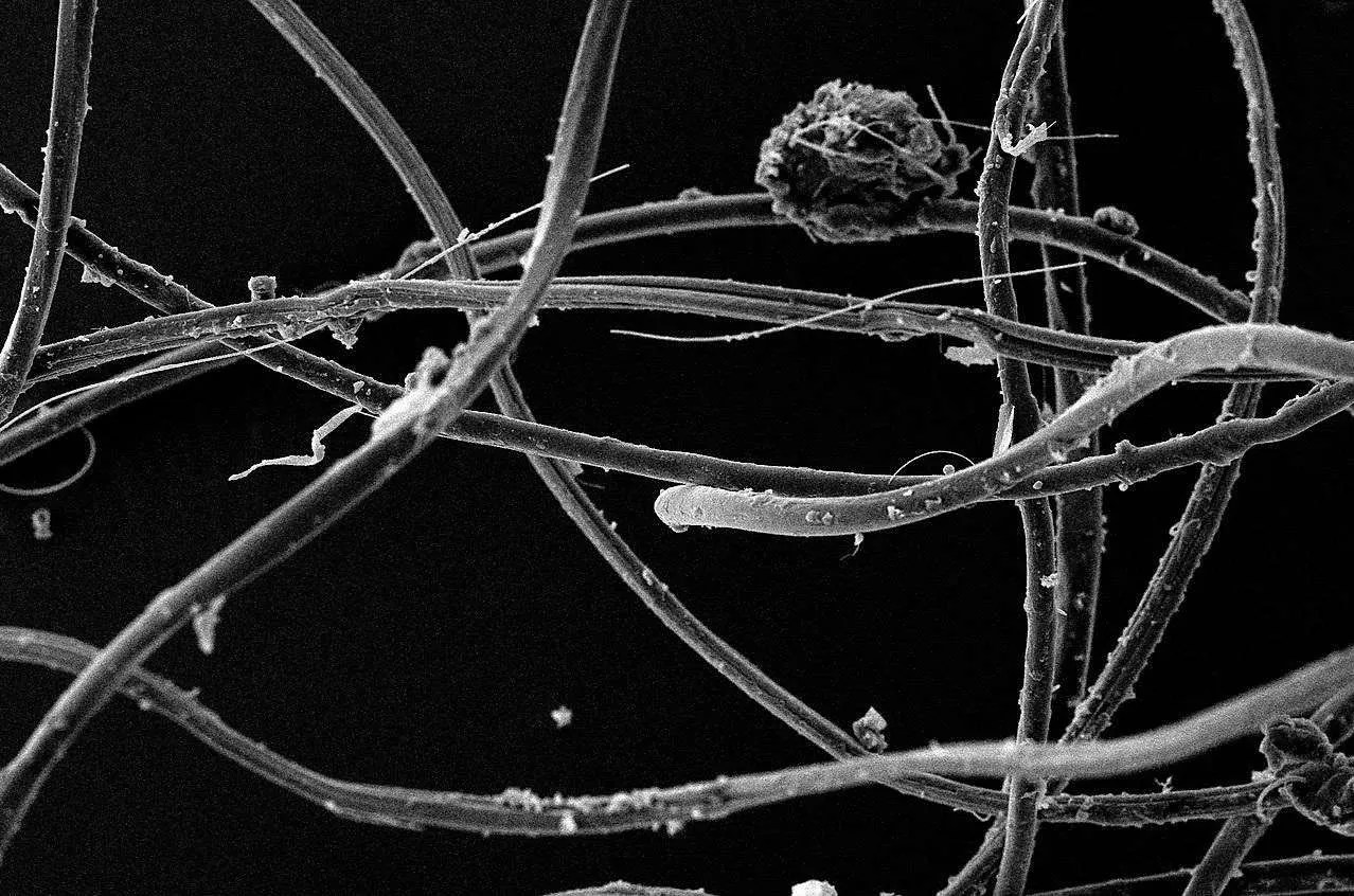 Microfiber Pollution and the Search for a Solution to its Crisis.