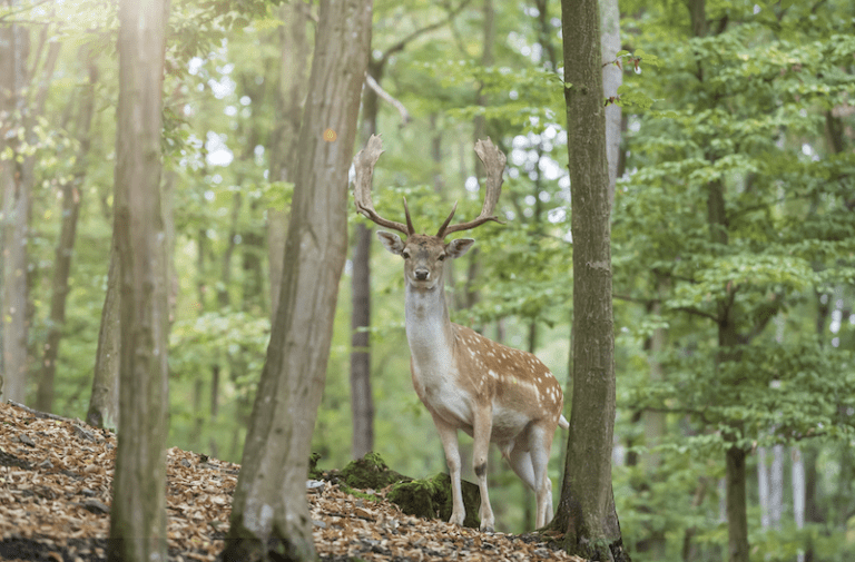 Why Do Deer Freeze In Headlights? [Scientific Explanation]