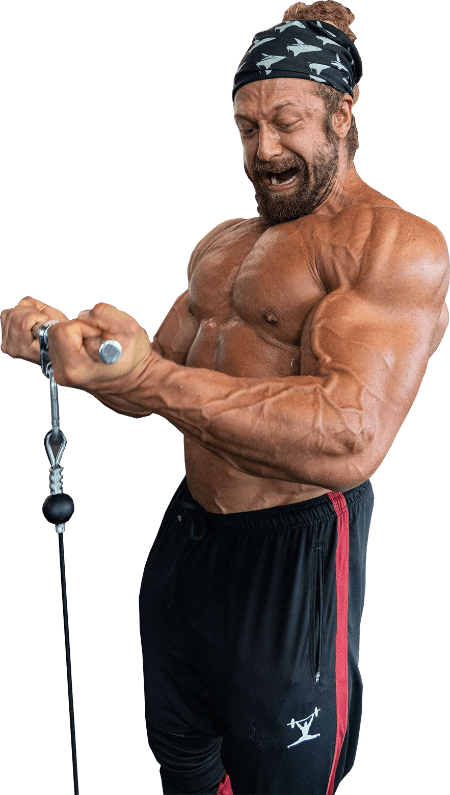 International Bodybuilding Coaching Certification