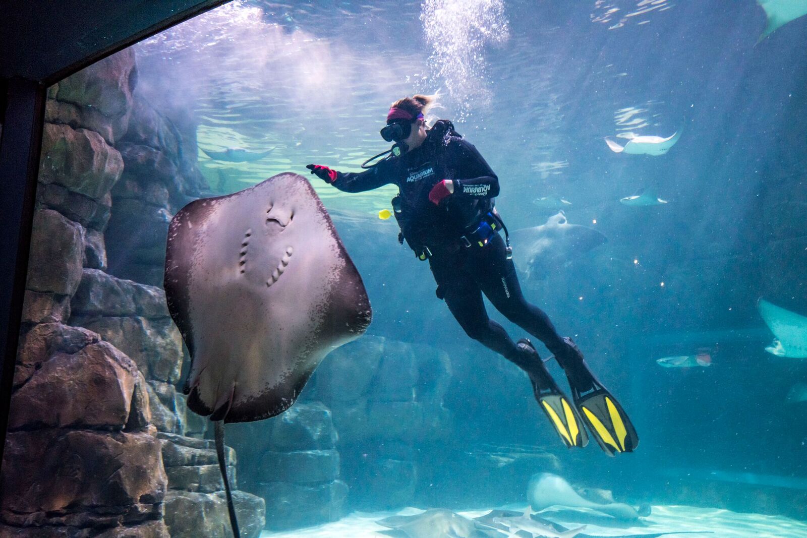 Ripley's Aquarium of The Smokies Is Now A Certified Autism Center IBCCES