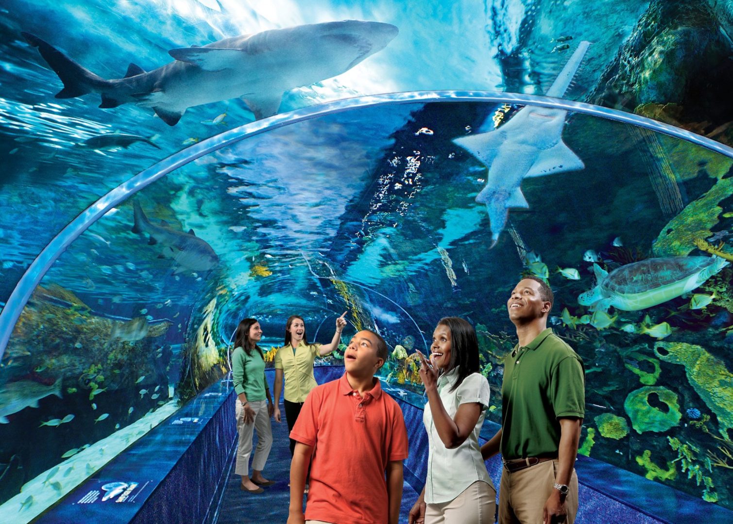 Ripley's Aquarium of The Smokies Is Now A Certified Autism Center IBCCES