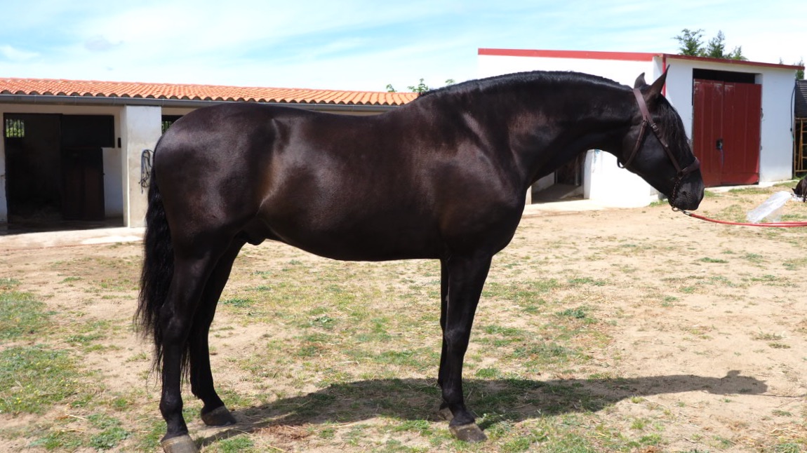 Caballo negro de 180cm hijo de Trovador de Valdeolivas. Cod 19214