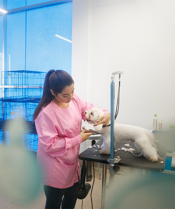 Contabilidade para Pet Shop em Piracicaba SP Ibérica Contábil