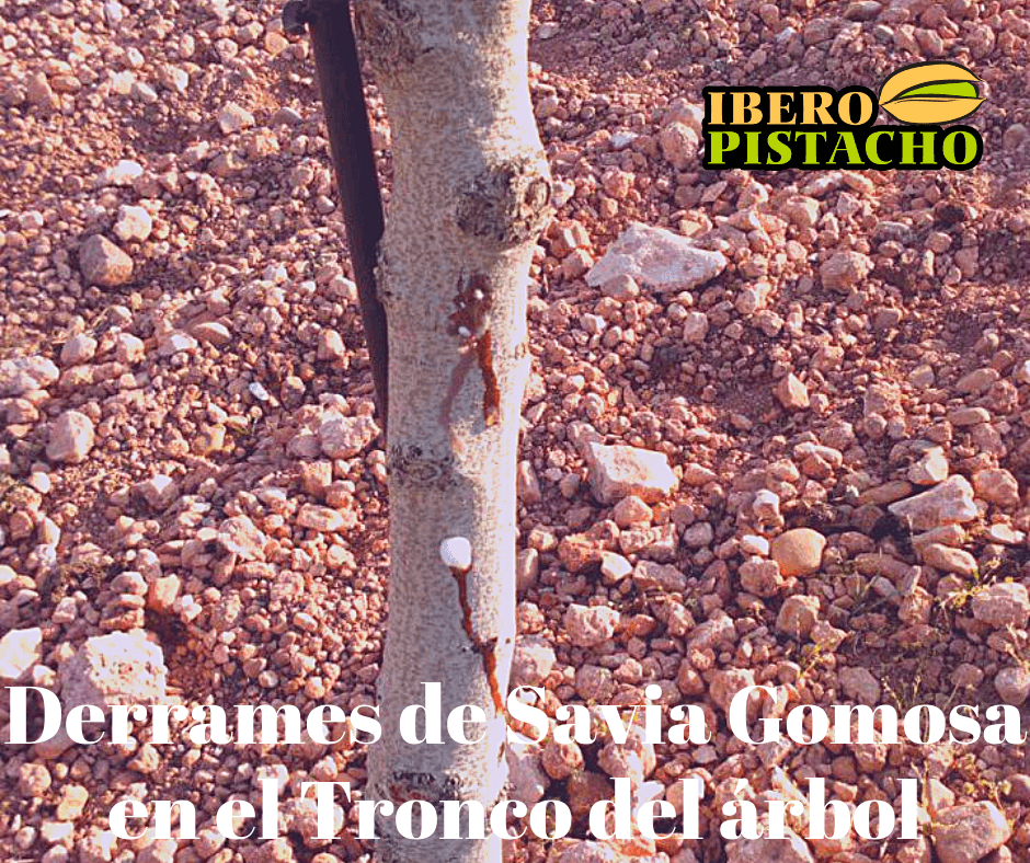 Gomosis Proveedor 360º de cultivo del pistacho