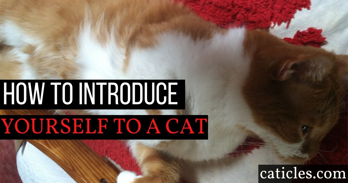 How to Approach a Cat for the First Time Jess Caticles