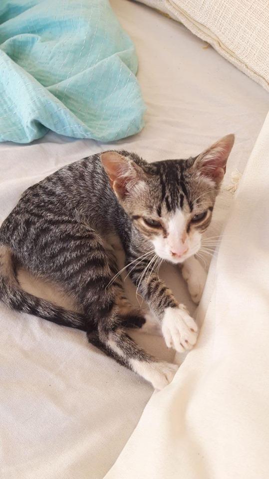 Gato perdido en Ofrecen una para quien lo encuentre