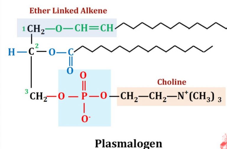 Functions of Lipids Definition Classification Examples