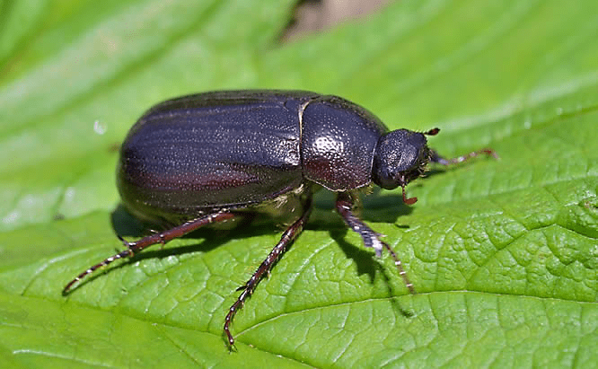 June Bug Introduction, Life Cycle & Remedies