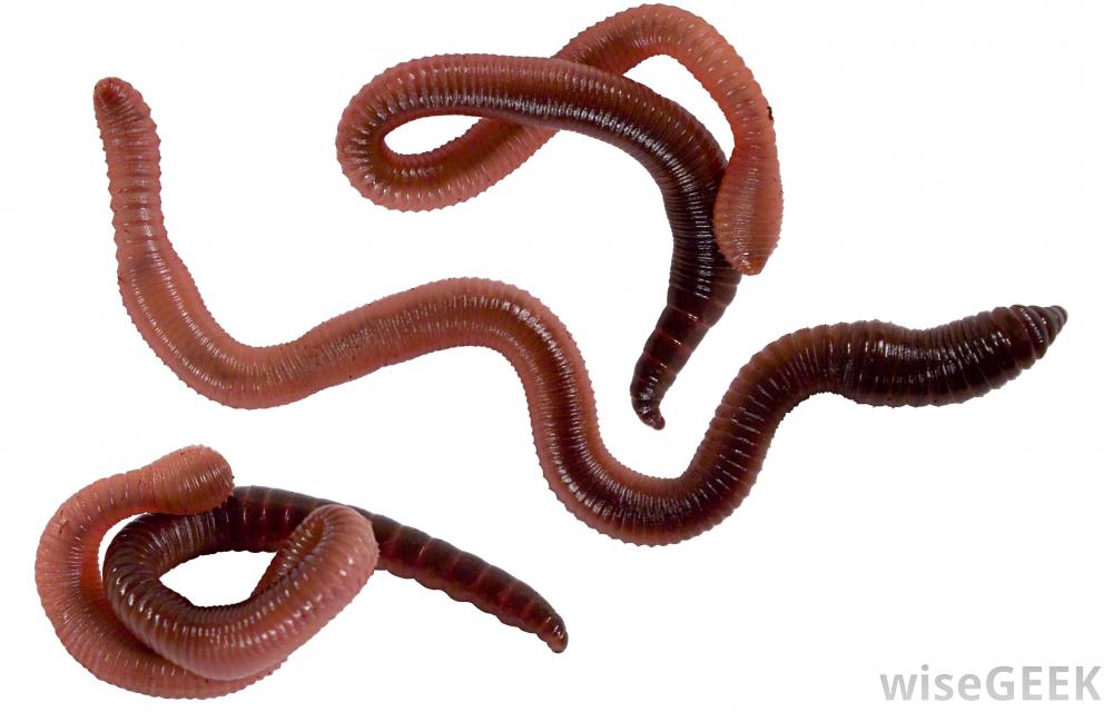 Detritivore Definition, Functions & Examples