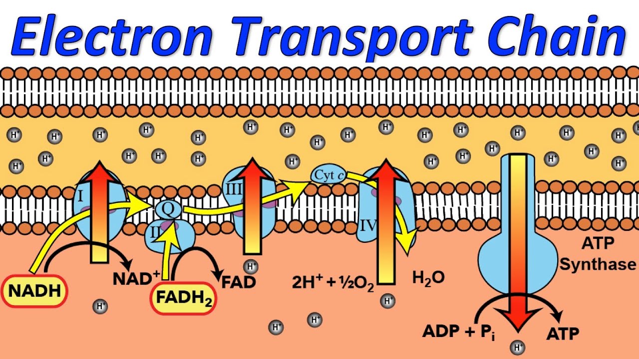 How Do Electrons Enter the Stroma?