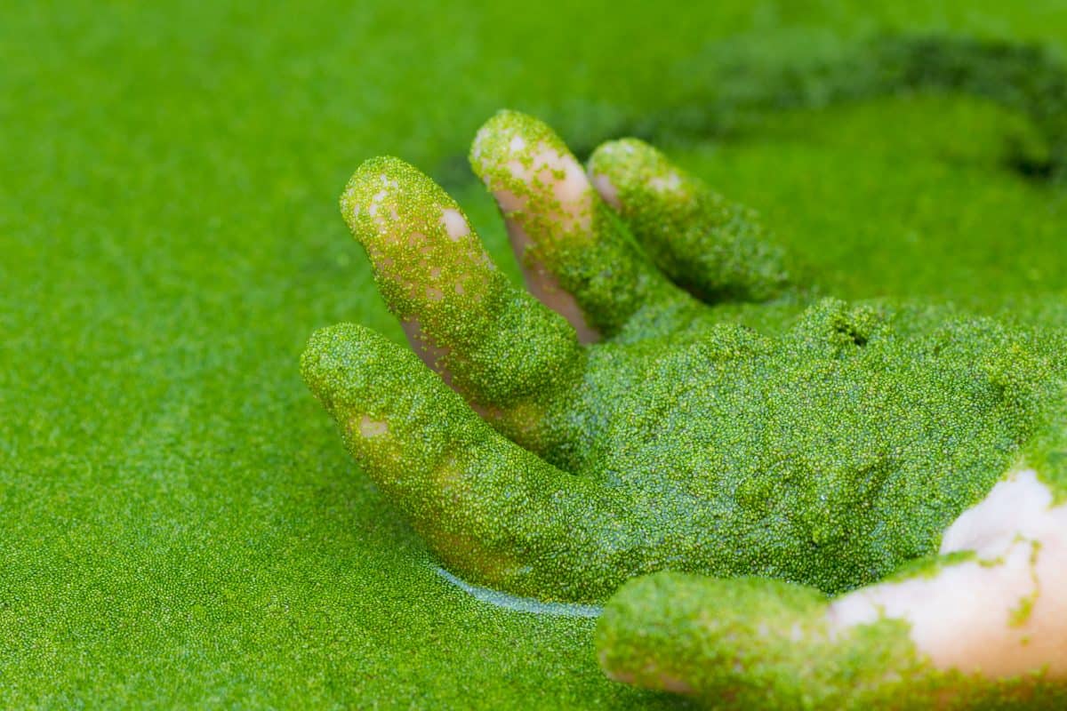 The Smallest Flowering Plant in the World iBloogi