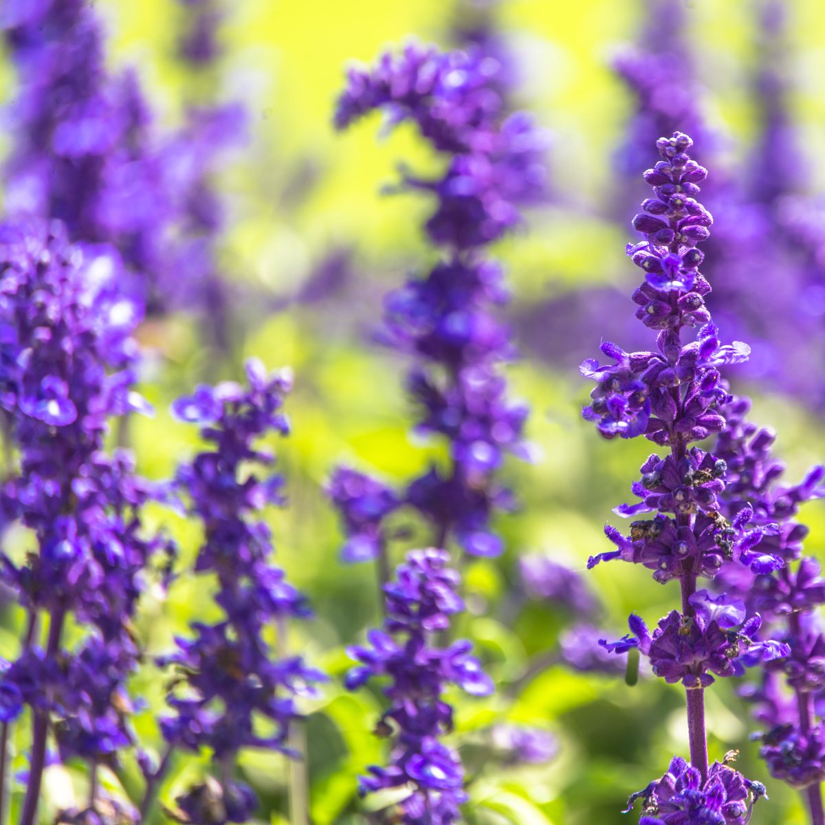 Master in Plant Health in Sustainable Cropping Systems (Plant Health