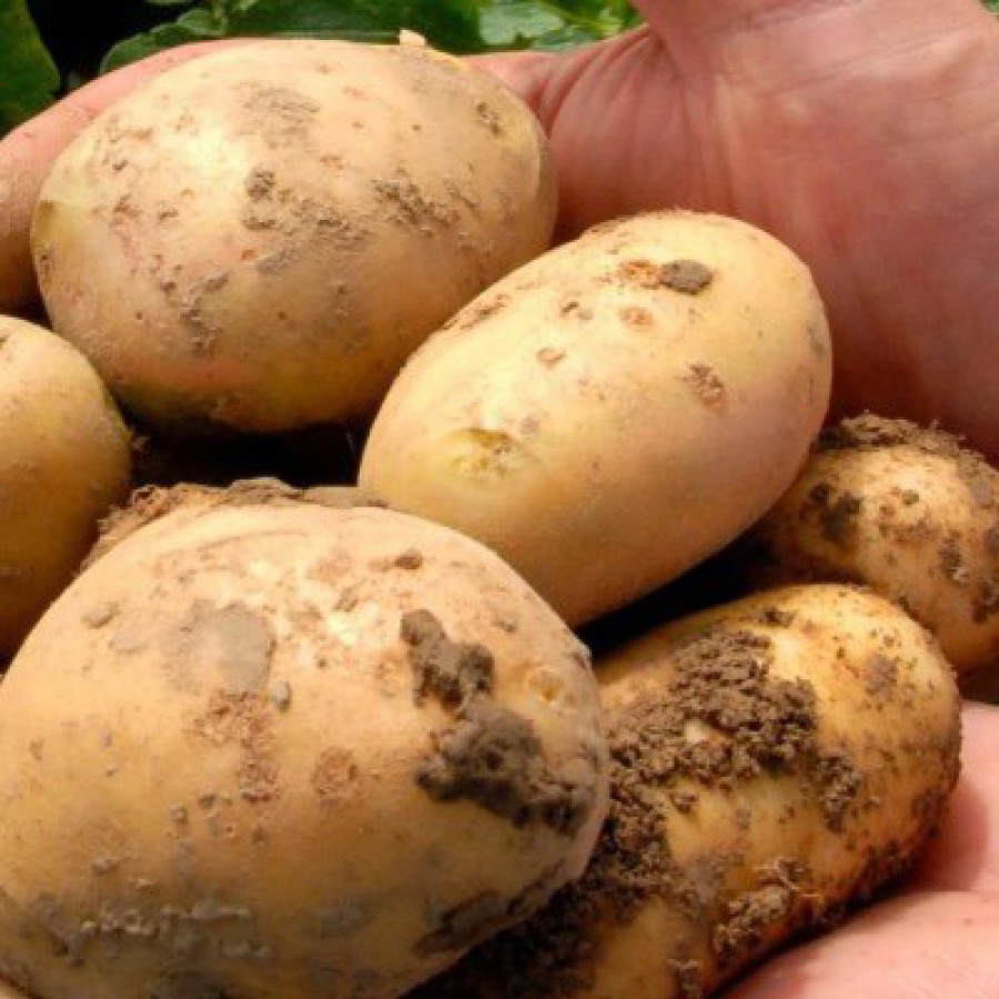 Potato IBNTS World finest quality