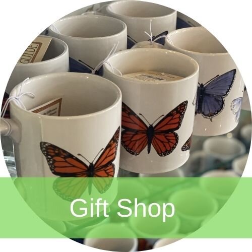 6 Reasons to Visit Branson’s Butterfly Palace