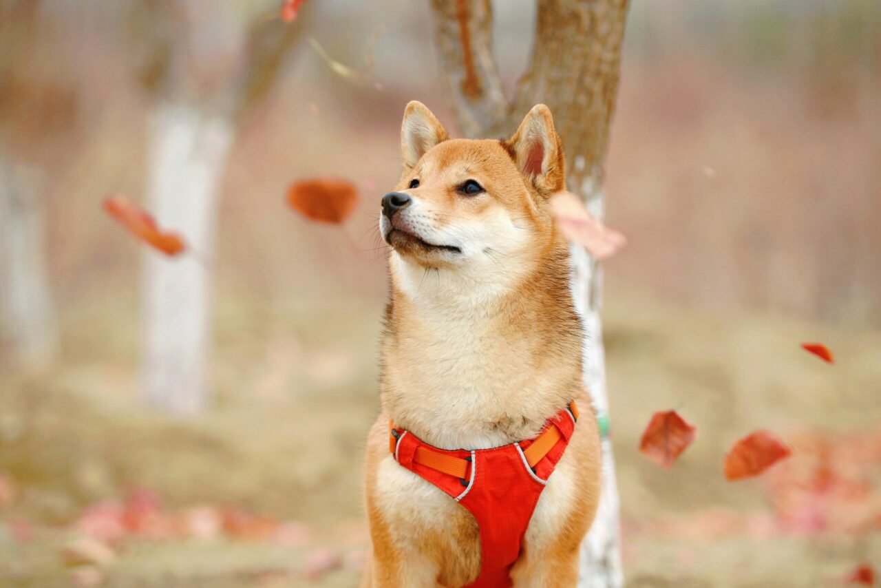 SHIBA INU Price Prediction – SHIB Price Estimated to Reach