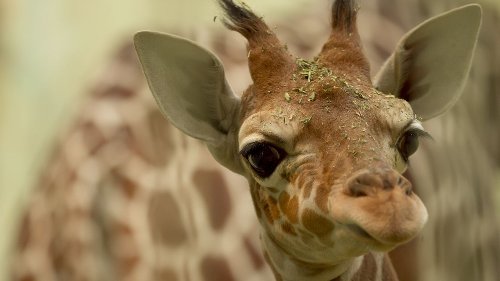 Oklahoma City Zoo’s newborn baby giraffe explores outdoor habitat for