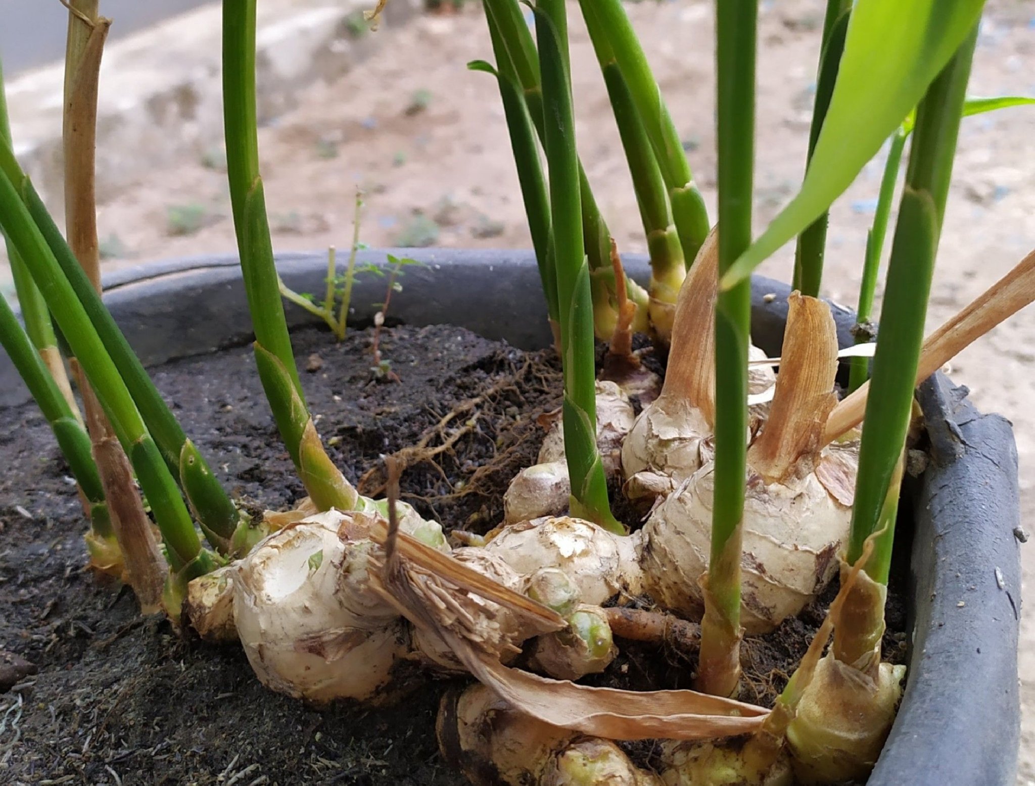HOW TO GROW GINGER IN A POT Flipboard