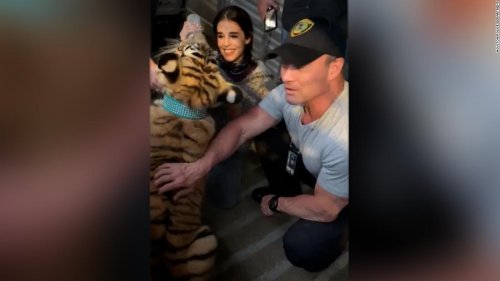 Missing tiger located unharmed, Houston police say Flipboard
