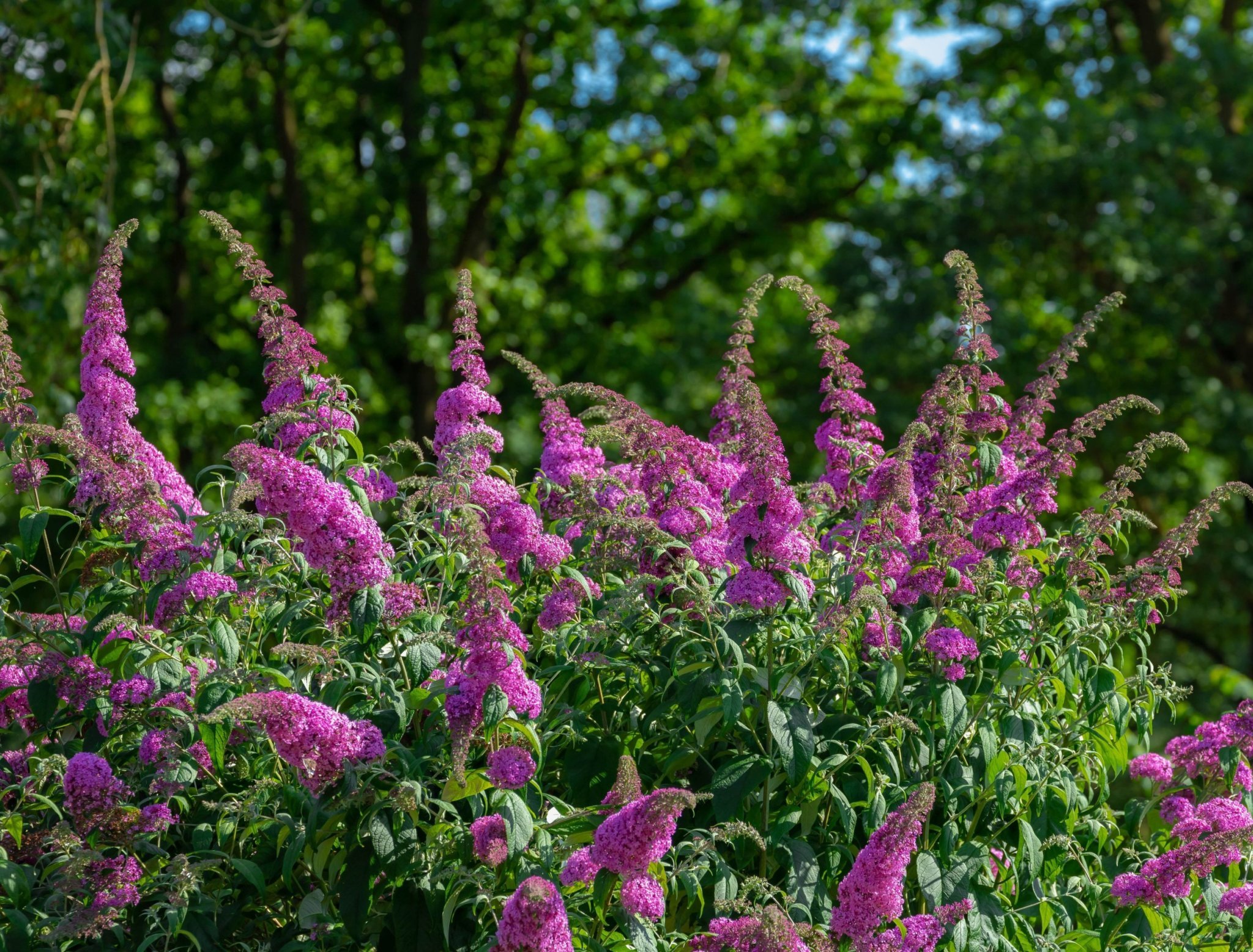 WHEN AND HOW TO CUT BACK YOUR BUTTERFLY BUSH Flipboard