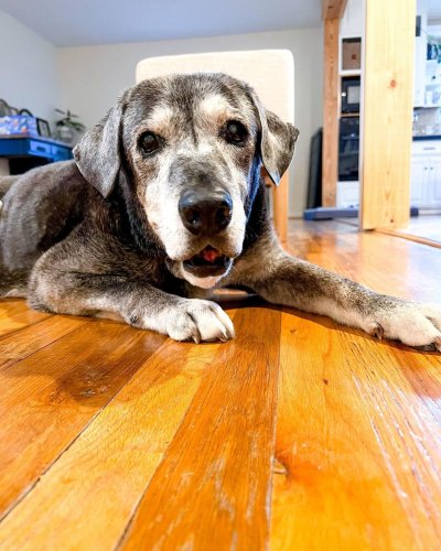 19YearOld Foster Dog Treated to FunFilled Bucket List Flipboard