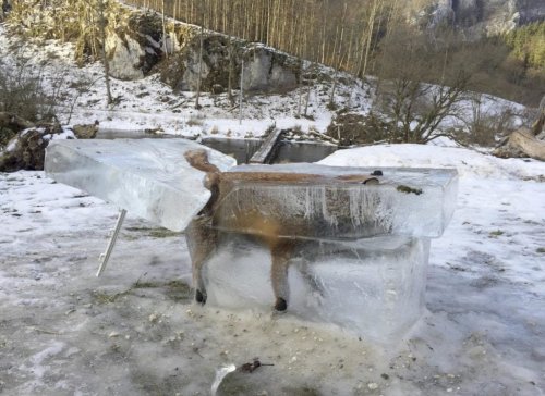 This frozen fox photo might be the year's wildest nature moment Flipboard