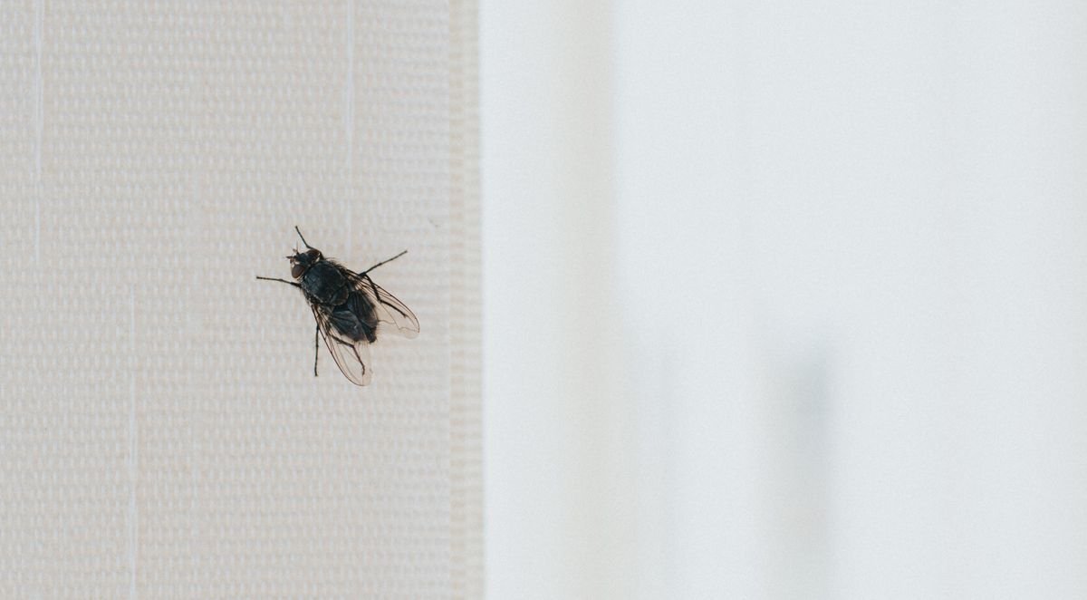 How to get rid of flies from the house Flipboard