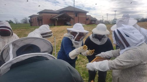 honey bee festival 2023 white bluff tn World Honeybee Day Festival returns to White Bluff Flipboard
