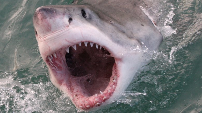Times The Discovery Channel Lied To You Flipboard