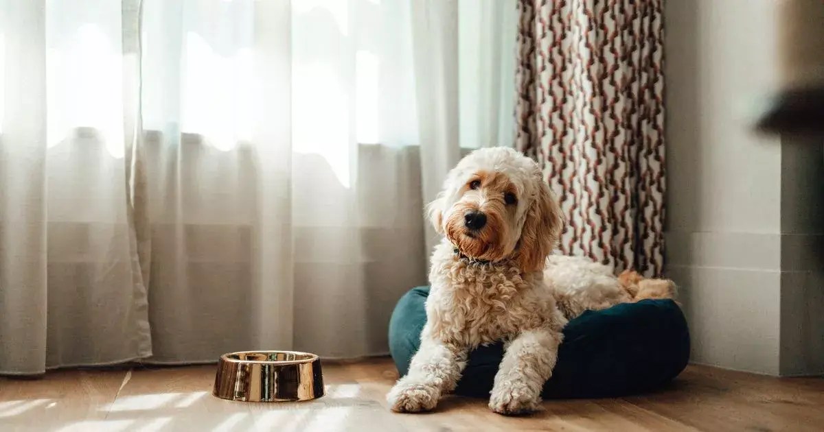 Expert vet condemns 'psychopath' dog breed that 'should not exist