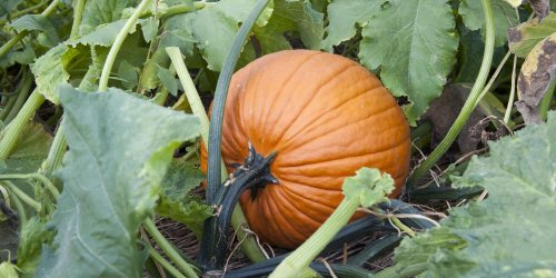 How Long Does It Take To Grow a Pumpkin? Flipboard How Long Does It Take To Grow a Pumpkin? Flipboard