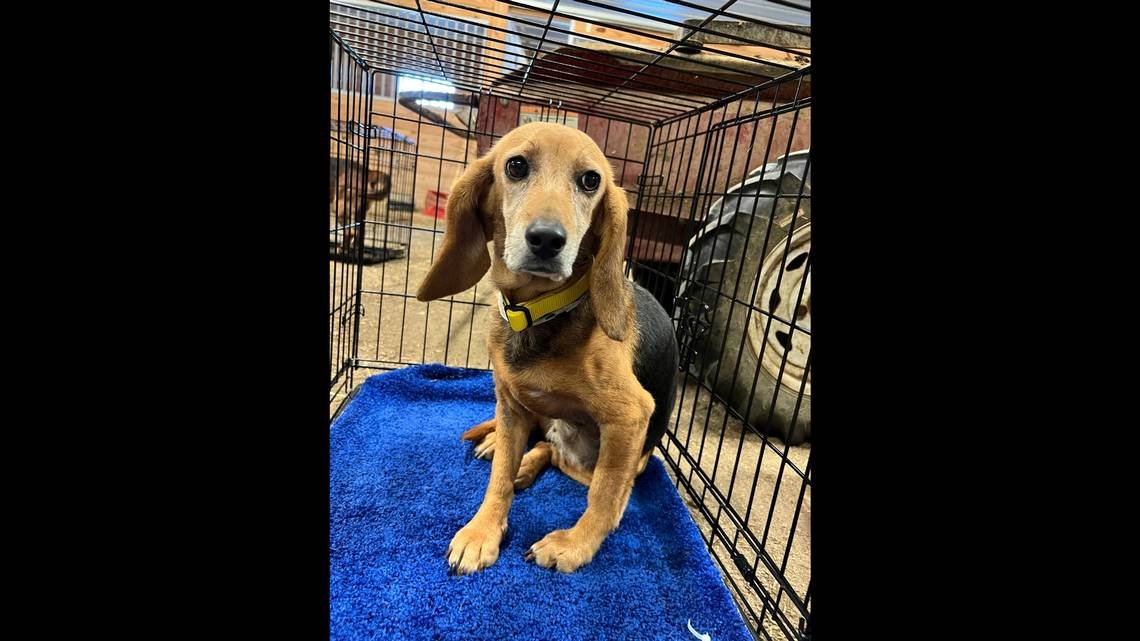 Dog rescued from ‘unthinkable situation’ waited 2 years for home. Then came good news Flipboard