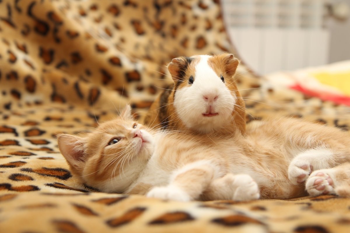 Orange Cat's 'Broken Brain' After Seeing Guinea Pig Is Just Too Funny