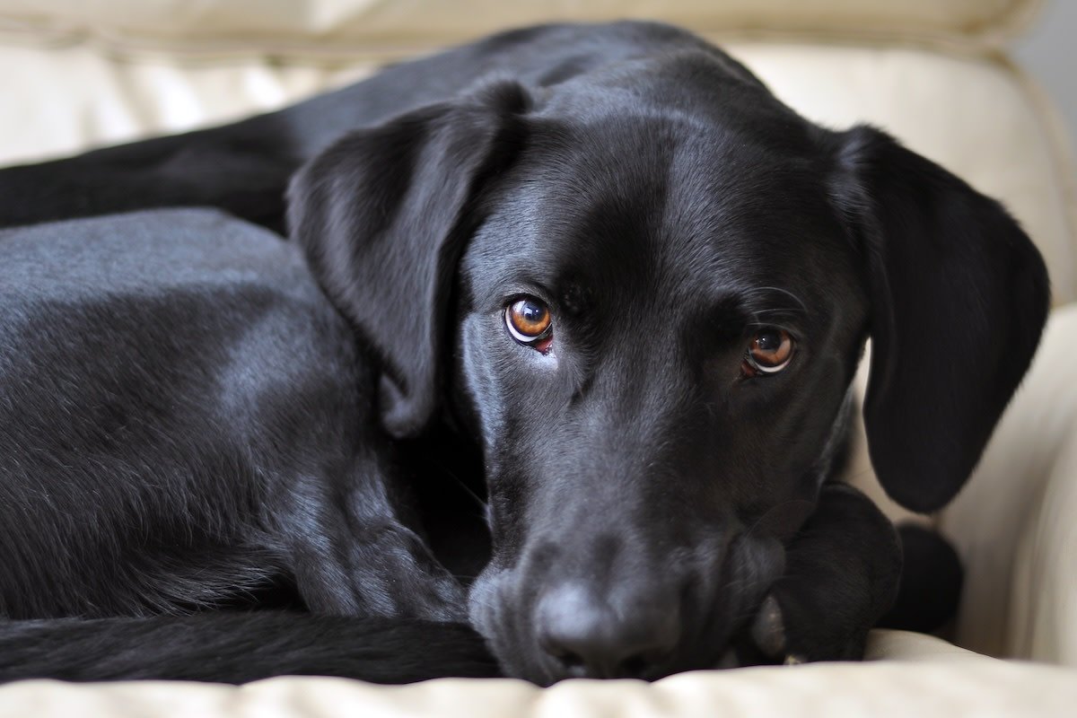 Labrador Retriever Launches Pitiful Plea for Mom’s Help After Cat
