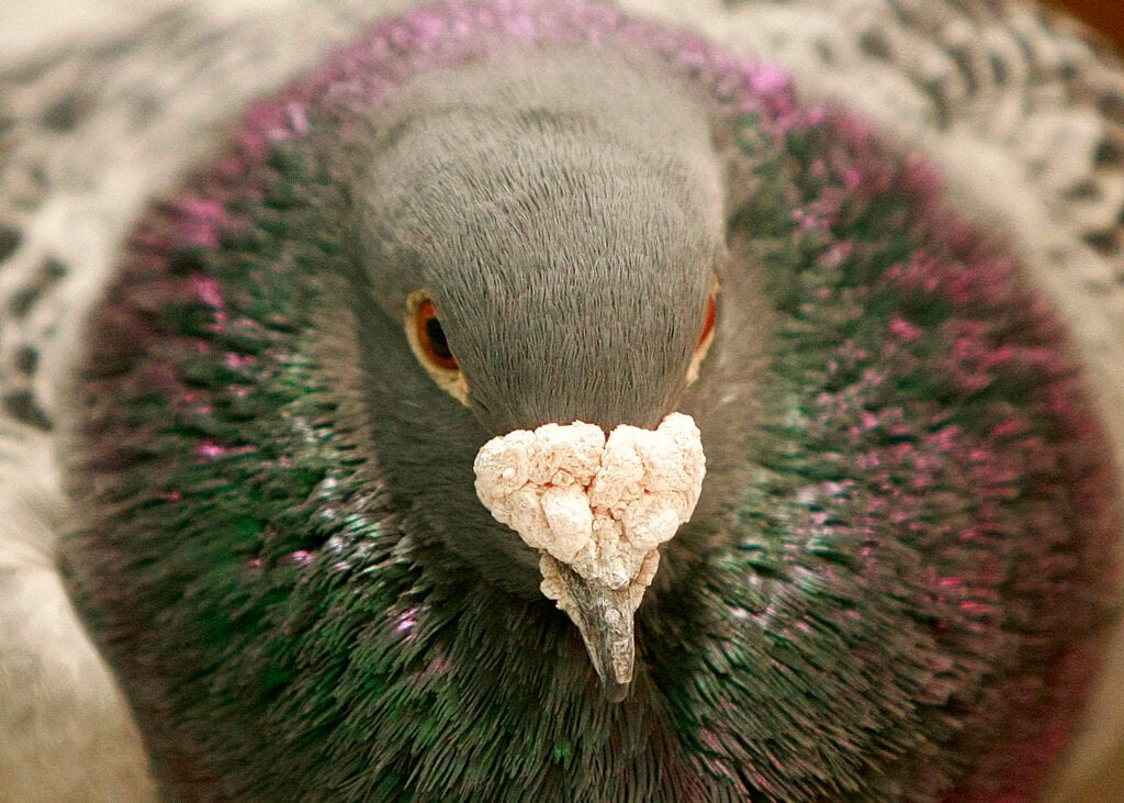 Giant pigeon statue in NYC brings birds back to prehistoric heights