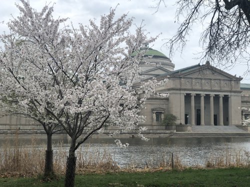cherry blossom festival chicago 2023 You can attend a cherry blossom viewing fest in Chicago this weekend Flipboard