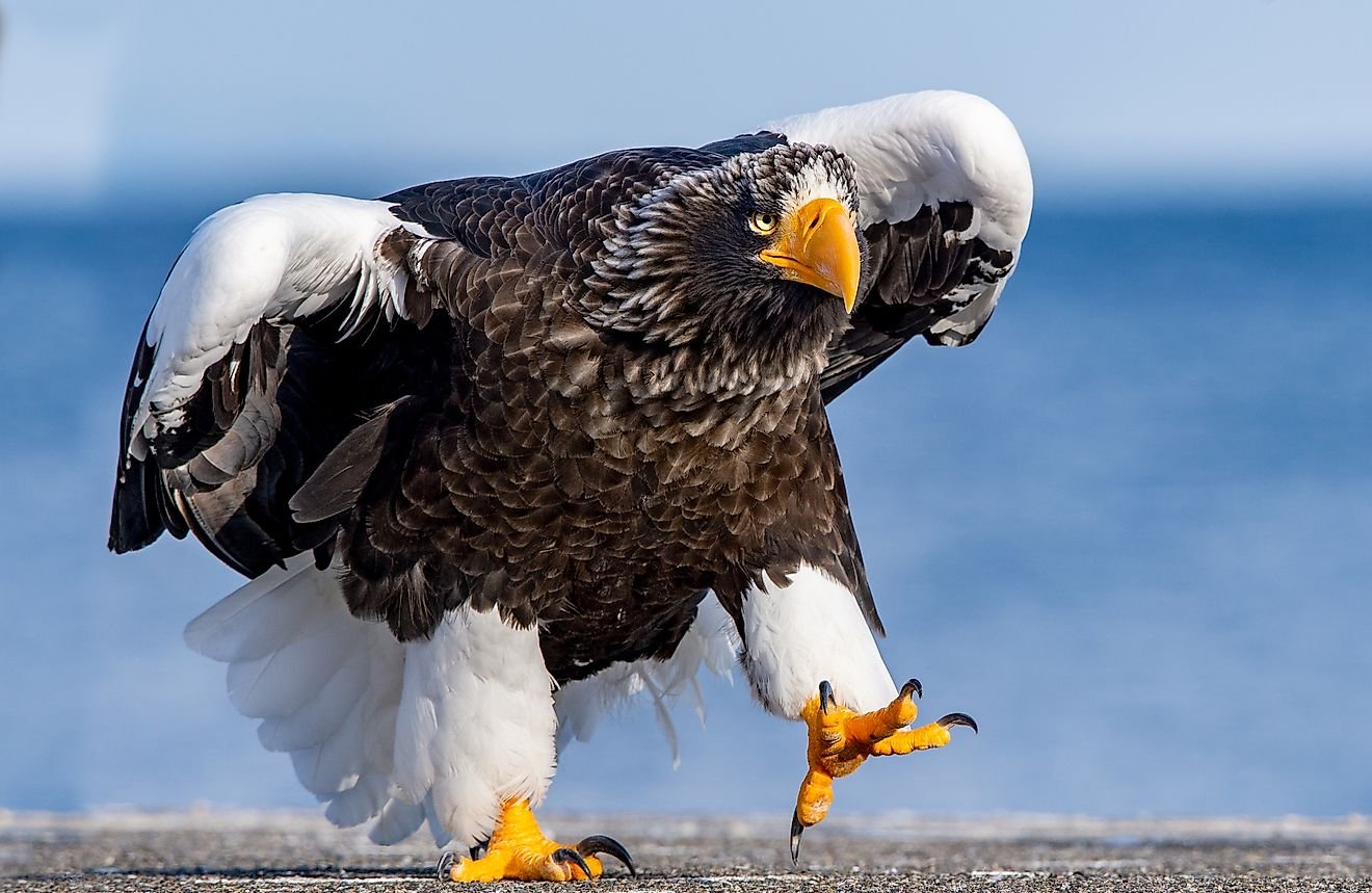 The Largest Eagles in The World Flipboard