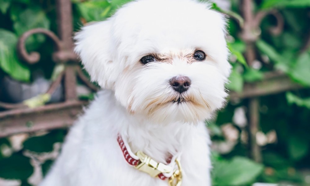 LowMaintenance Companions Small Dogs That Hardly Bark or Shed Flipboard