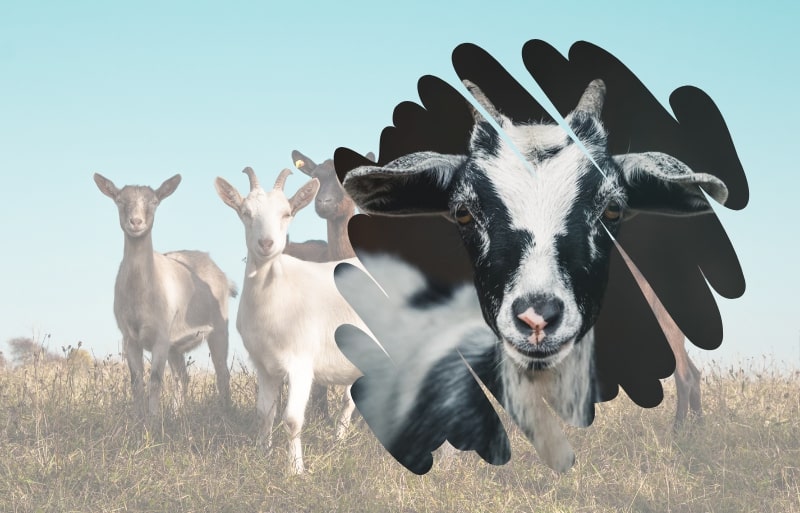 How Much Does a Fainting Goat Cost? Discover Their Price Tag