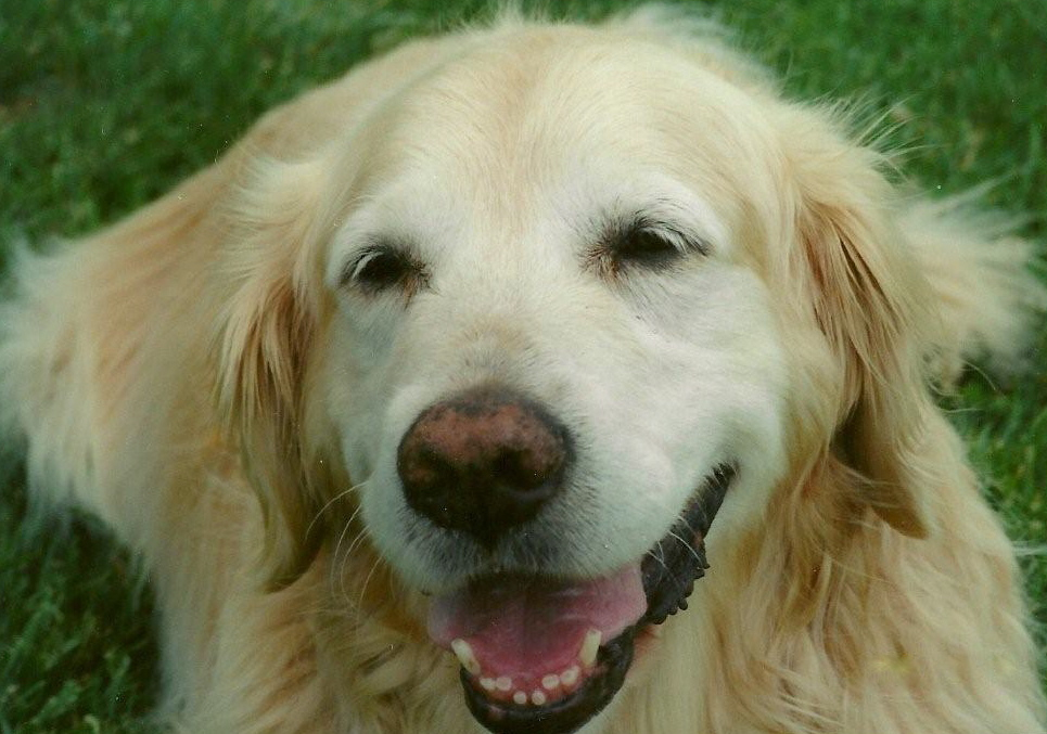 Why Does A Dog Lose Its Hearing