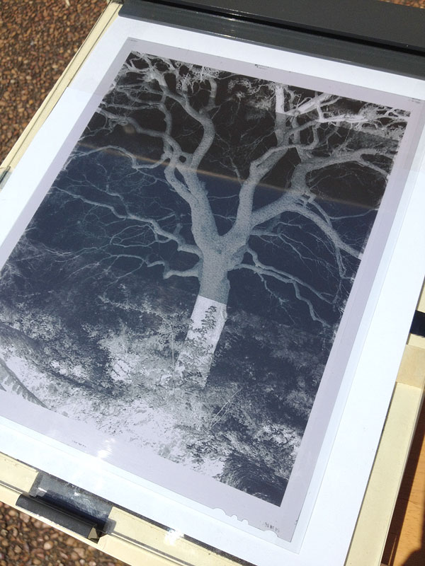 Toning Cyanotype Prints with Tea Tannins Shadows and Light