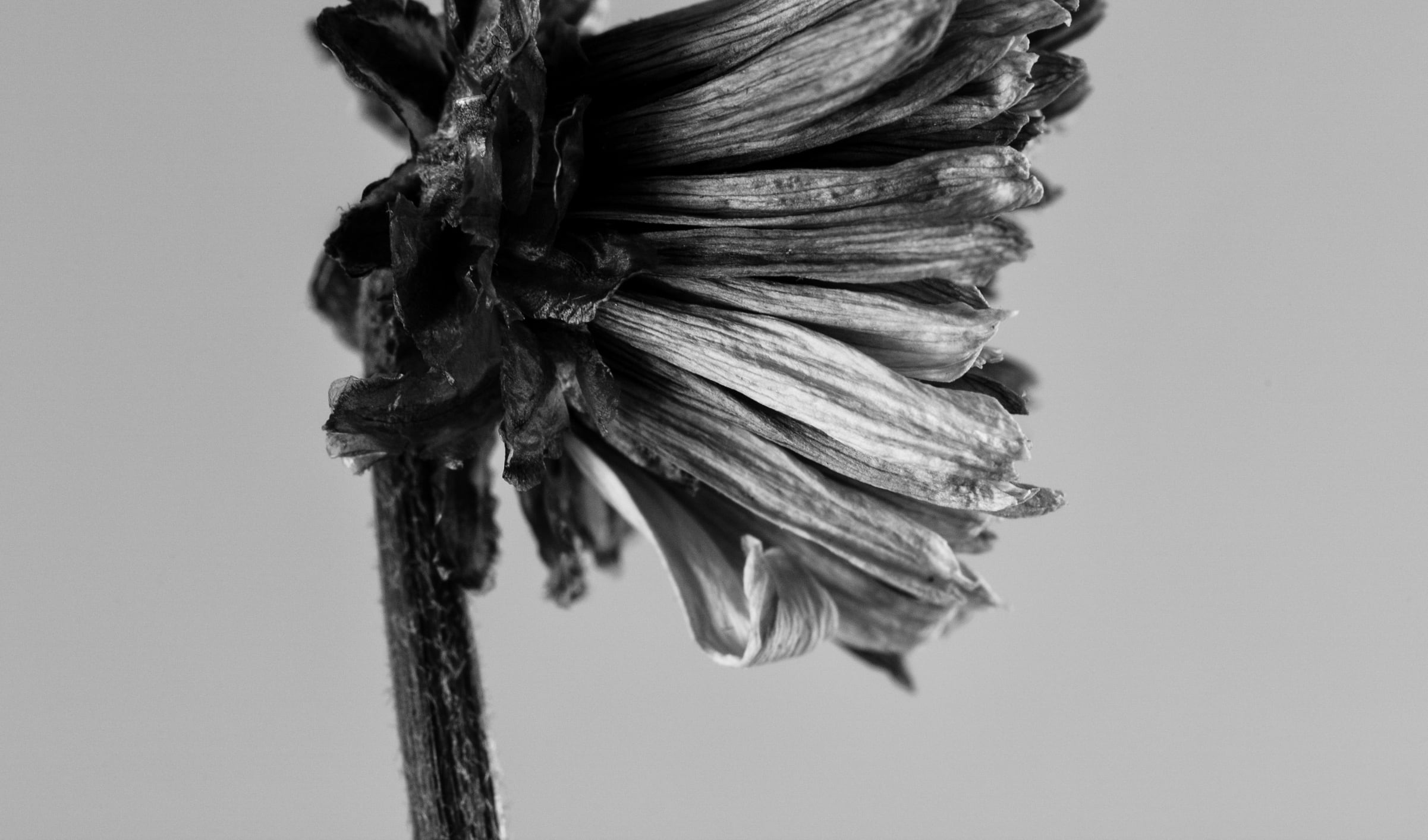Fine art photograph of a tiny dead flower in black and white Shadows