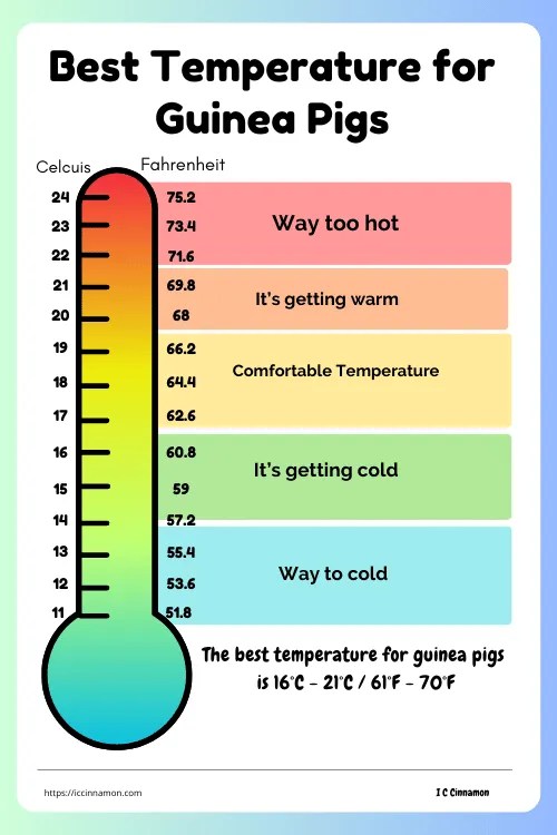How to Keep Your Guinea Pigs Cool in Hot Weather