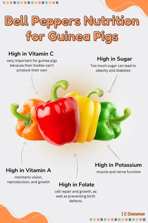Can Guinea Pigs Eat Bell Peppers? How Much is Safe?