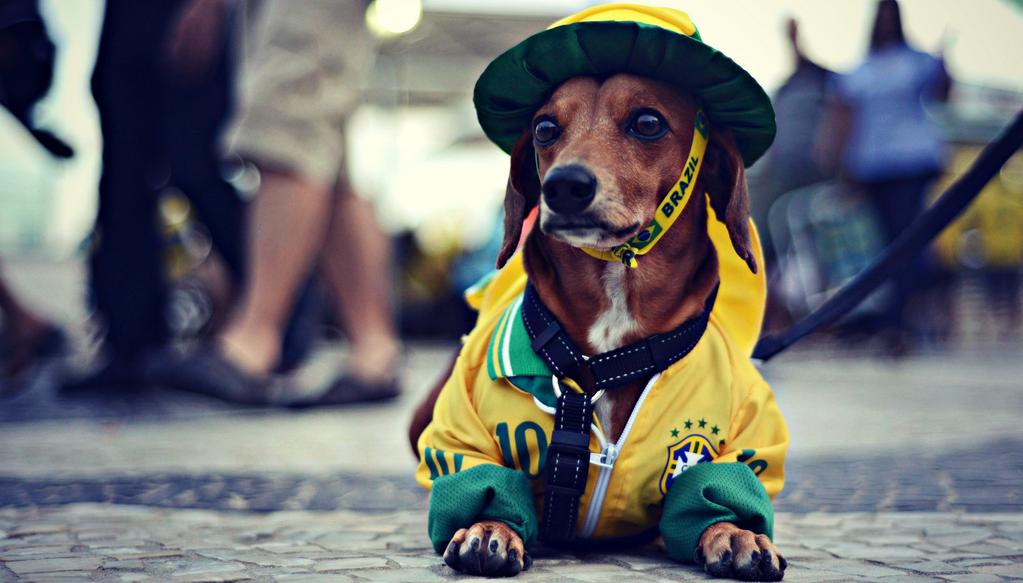 (Image) Brazilian Dog On Show CaughtOffside