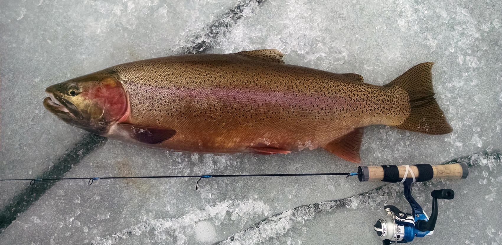 Antero Blue Mesa 11 Mile Taryall Ice Fishing Guides Colorado Ice