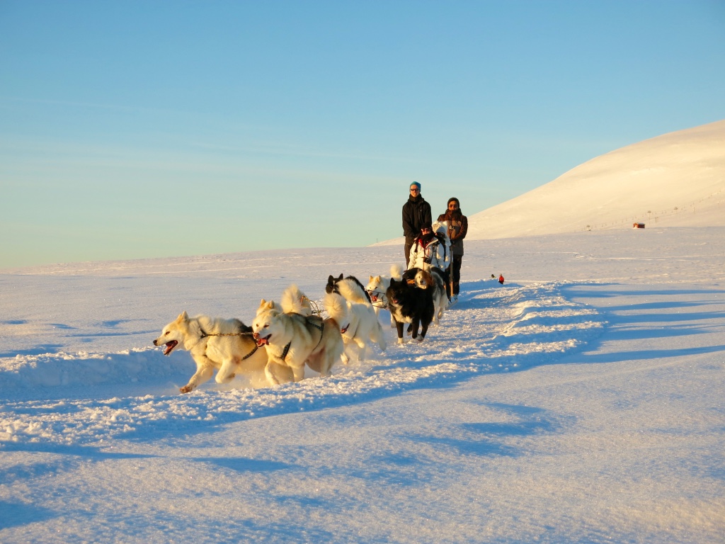 Can You Go Dog Sledding In Iceland
