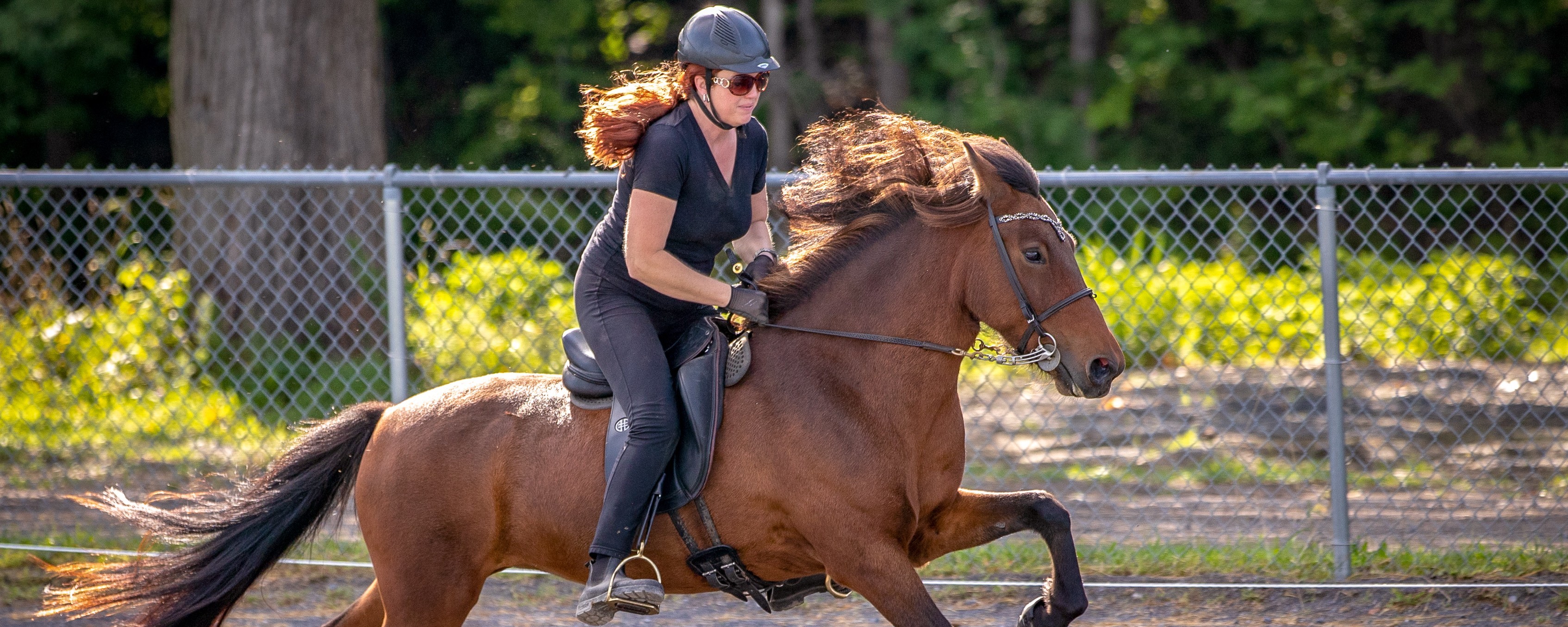 Breeding Standards — Icelandic Horse Congress
